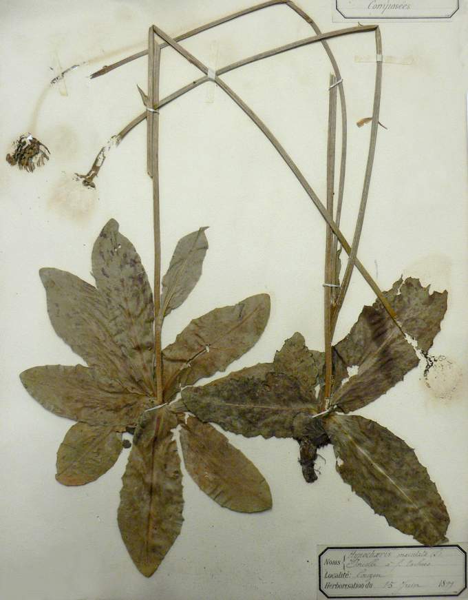 Une planche de l'herbier : hypochaeris (porcelle)