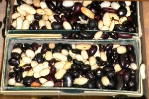 Le tiroir des haricots