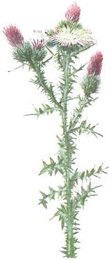 De Flore de l'Auvergne