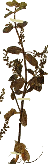Herbiers des Frères