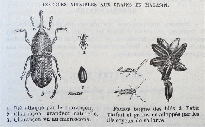 Sous le chiffre 1, on voit le nom du F. Milhau
