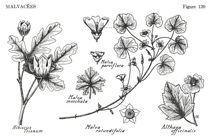 Une planche de la Flore laurentienne