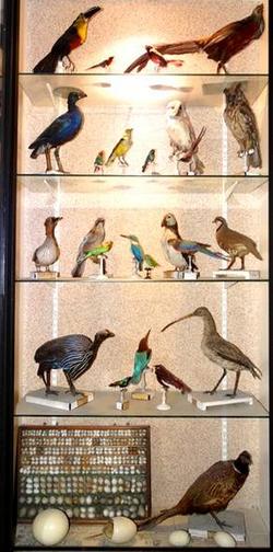 Collection d'oiseaux (Aux Lazarsites Lyon)